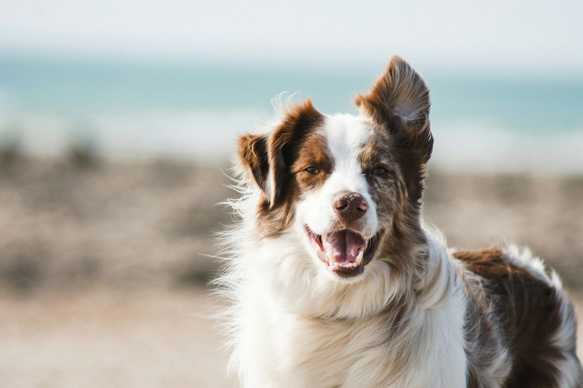 Pet Parents