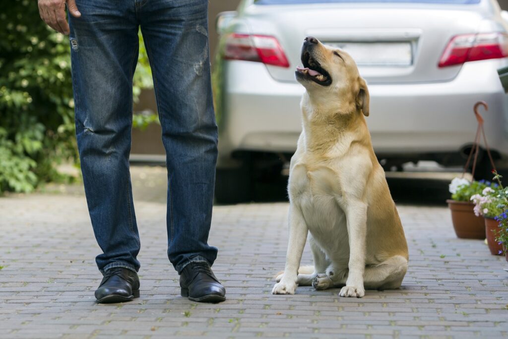 dog barking at stranger