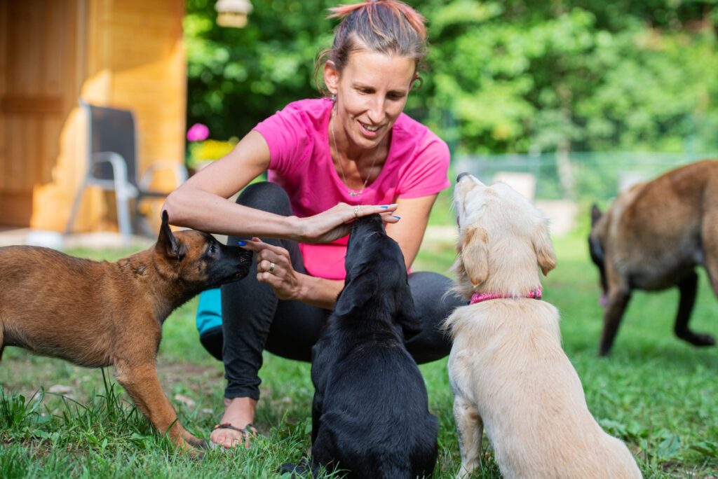 dog trainer at daycare