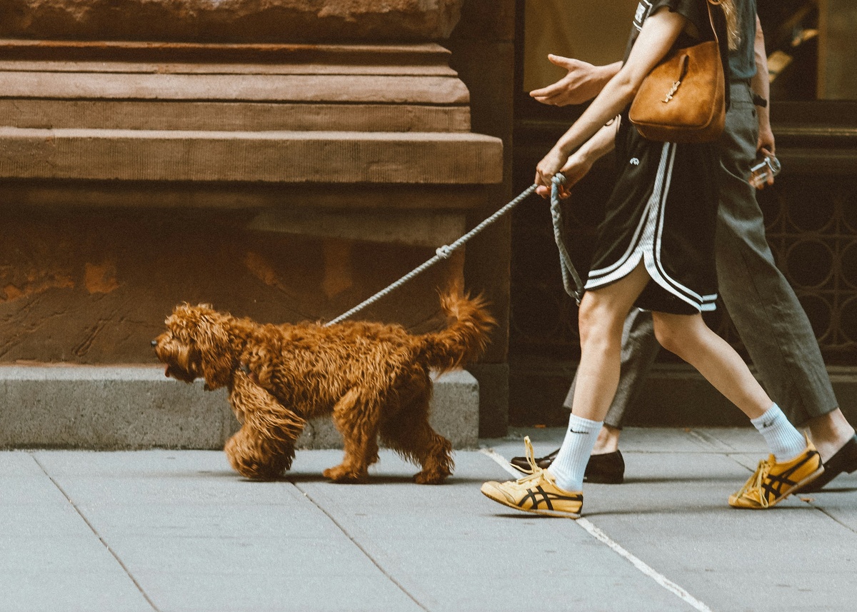 walking a brown dog on a leash
