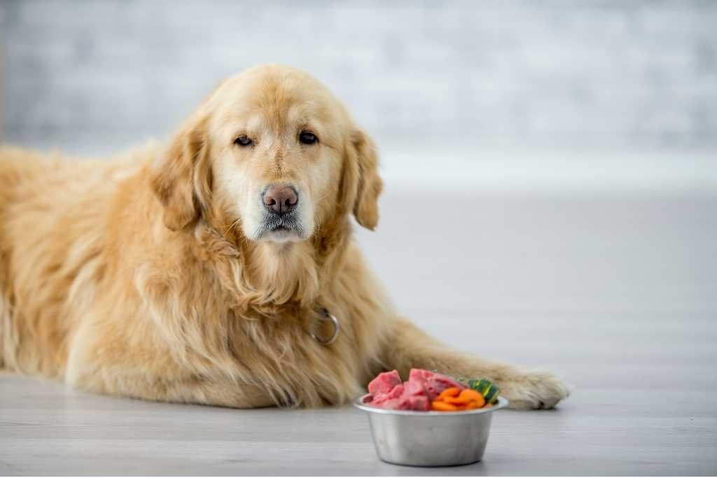 dog bored after walks mental stimulation