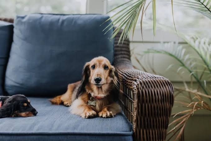 indoor dog fence staircase